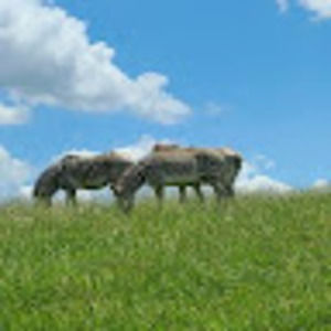 Meet your Posher, Deirdre